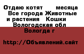 Отдаю котят. 1,5 месяца - Все города Животные и растения » Кошки   . Вологодская обл.,Вологда г.